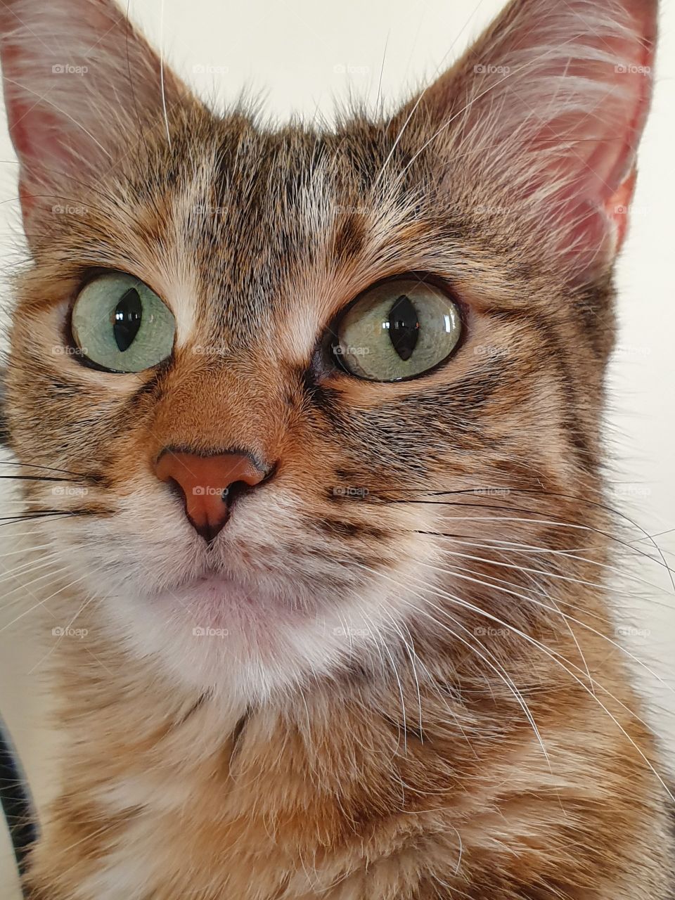 cat portrait closeup