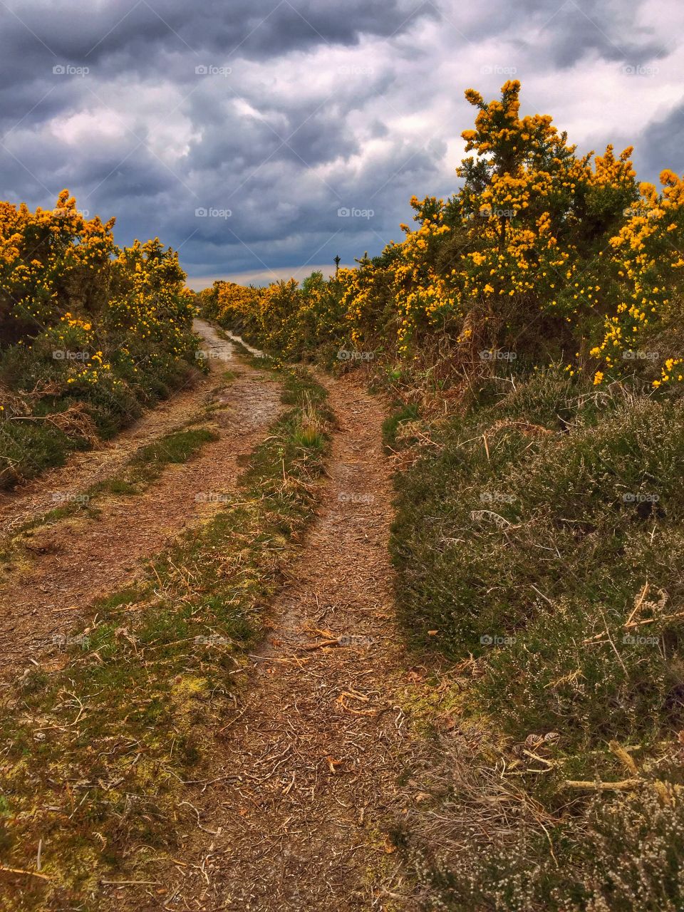 Country Heathland Trail