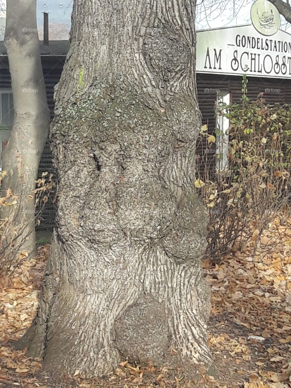 Baum Fun Weihnachtsmann