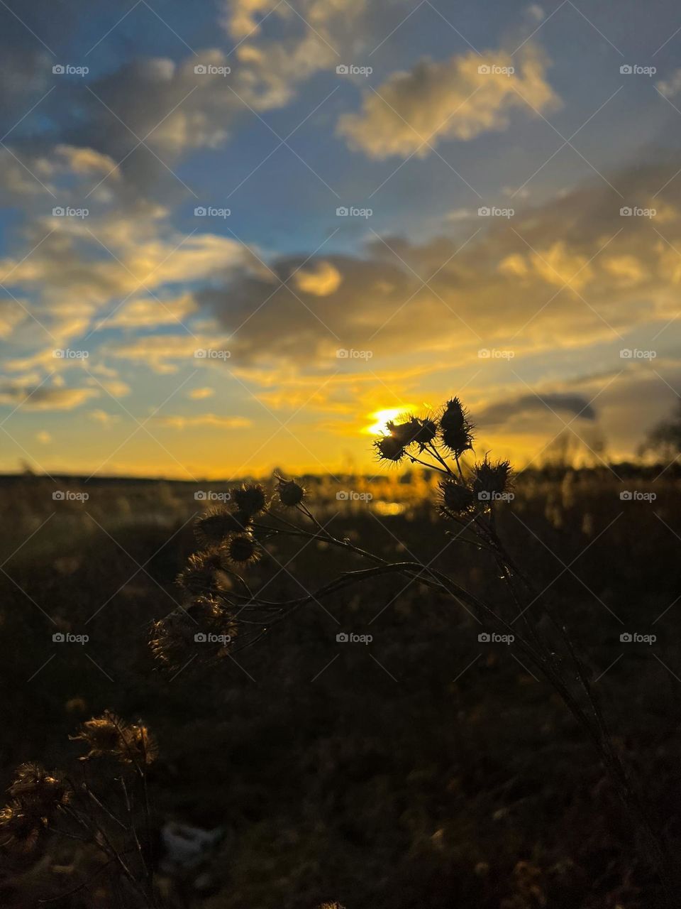 Magical golden sunset with beautiful puffy clouds and field wild flowers and herbs 