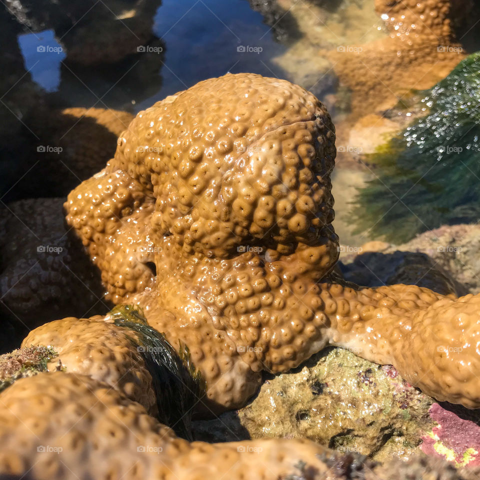 Known in Brazil as the baba-de-boi coral (Palythoa caribbaeorum), it is a zoanthid species of the genus Palythoa