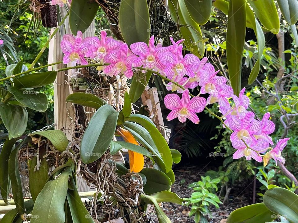 Bright pink orchids growing in a tropical garden