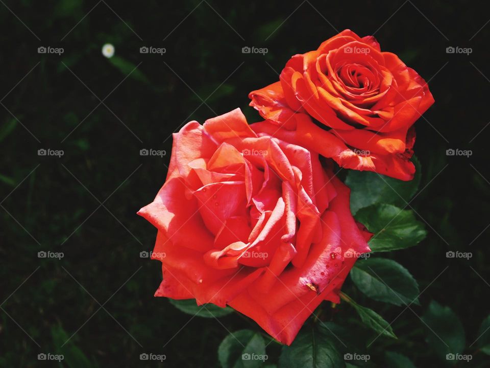 Red roses