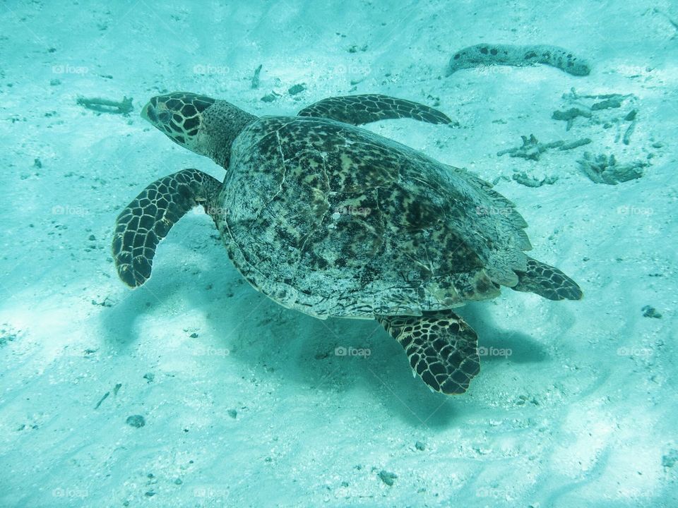 Turtle in the Indian Ocean 