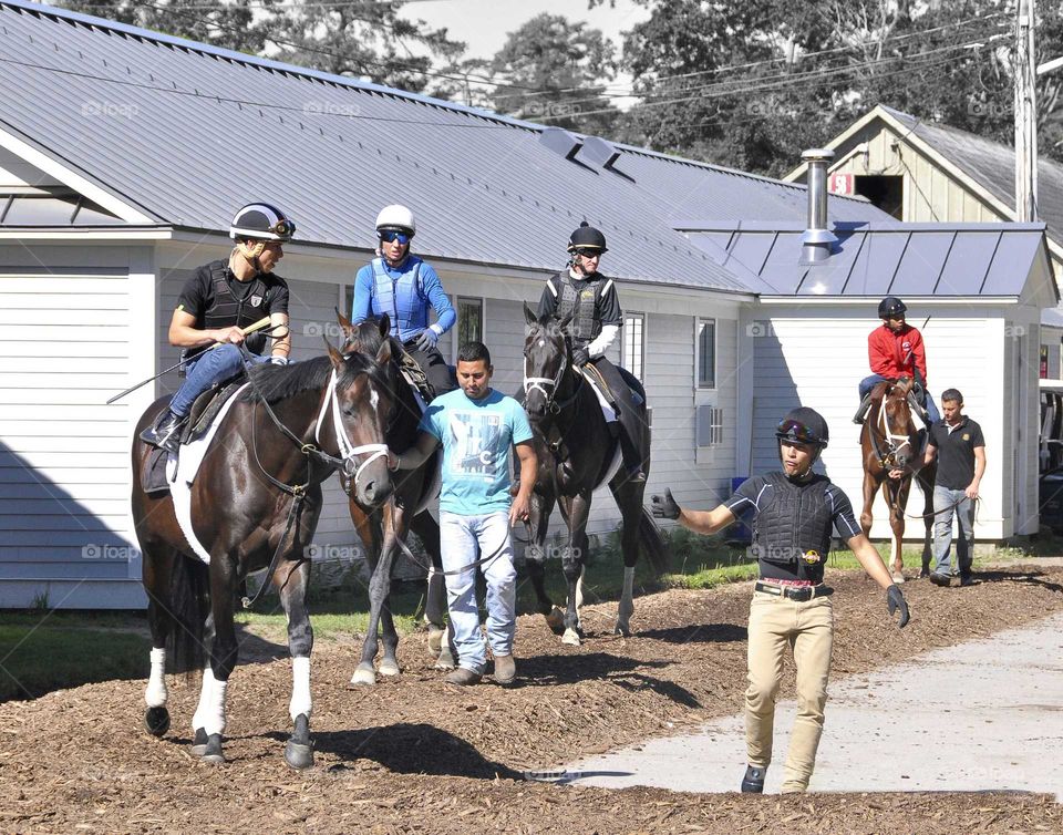 Saratoga Workouts at Horse Haven by zazzle.com/ fleetphoto.