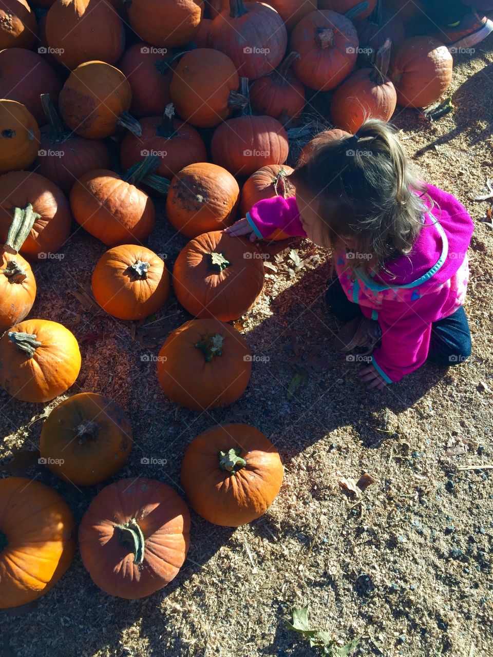 Picking the perfect pumpkin