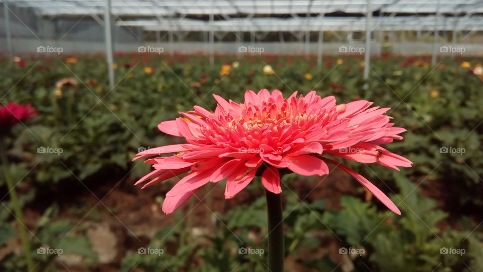 bunga herbas katanya..