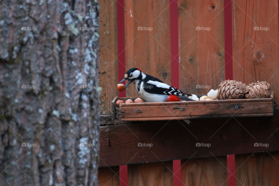 A beautiful bright woodpecker with red feathers chooses a bigger nut. Squinted in pleasure.