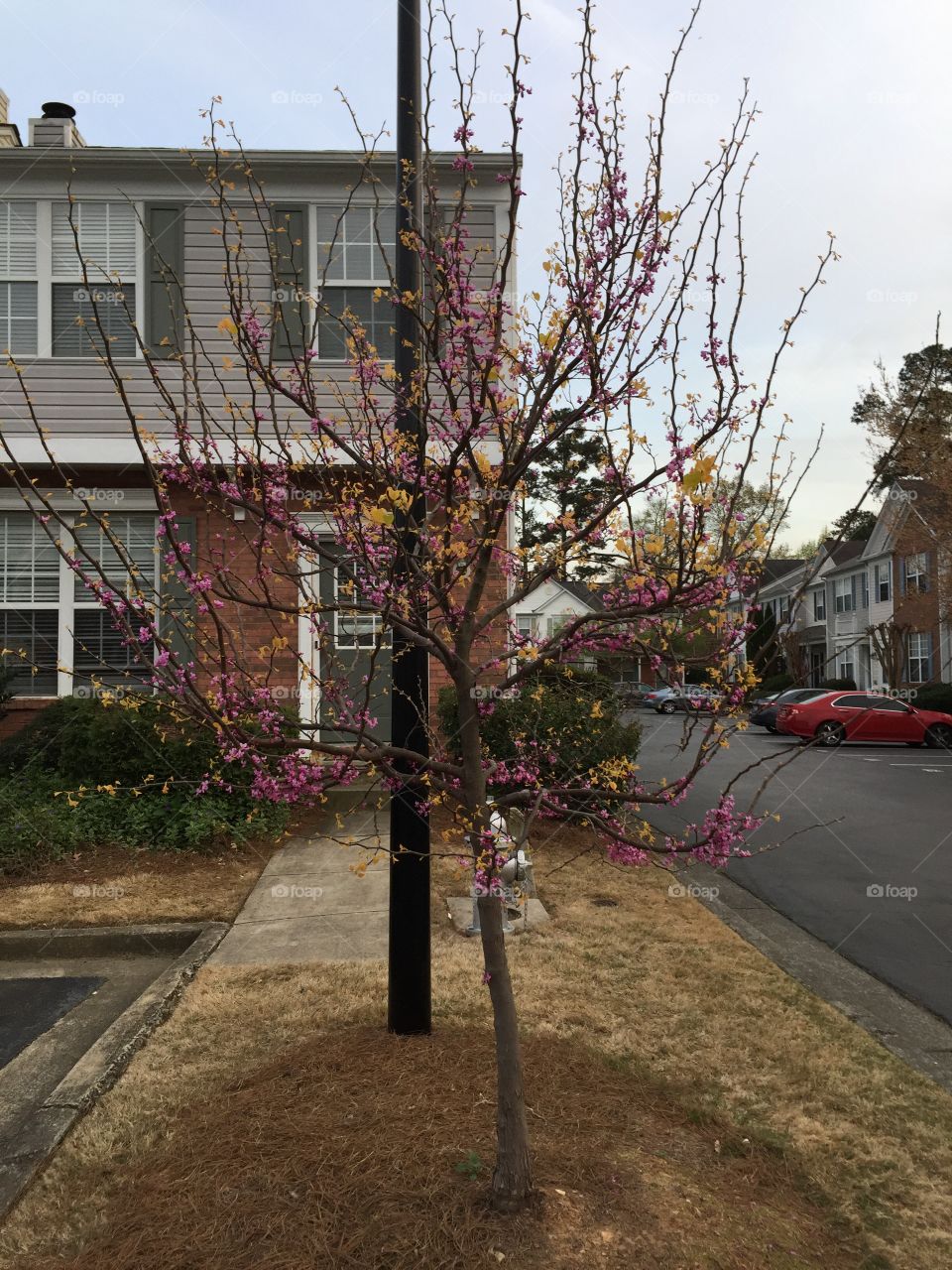 Pink Dogwood Tree in Bloom in the Neighborhood 