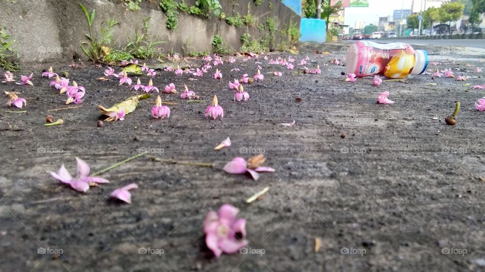 Bunga yang jatuh karena air hujan di pagi hari