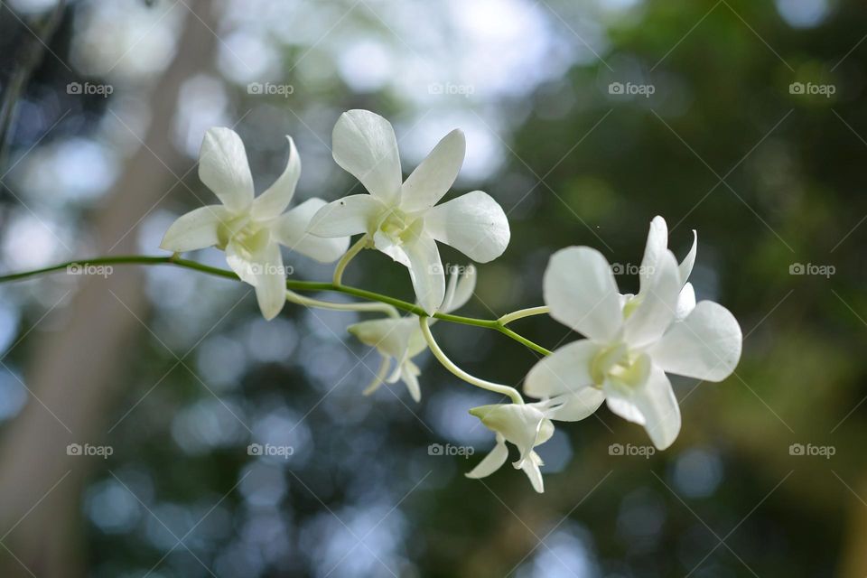 White flowers
