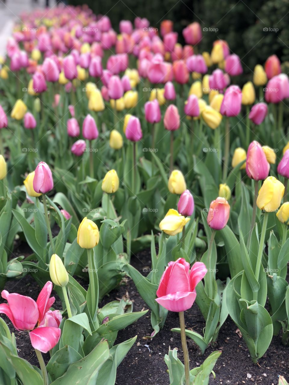 Tulips Chicago 