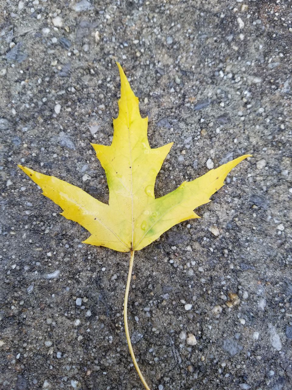 Fall Leaf