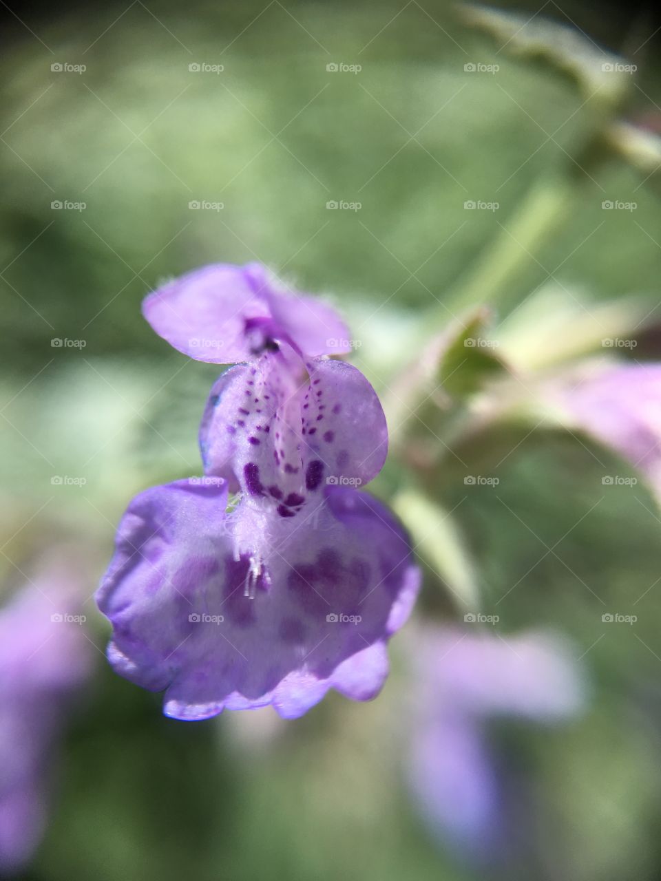 Tiny flower made giant