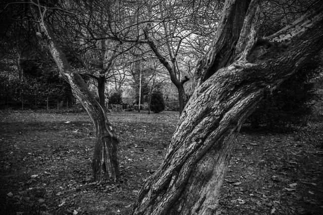 Bending Trees