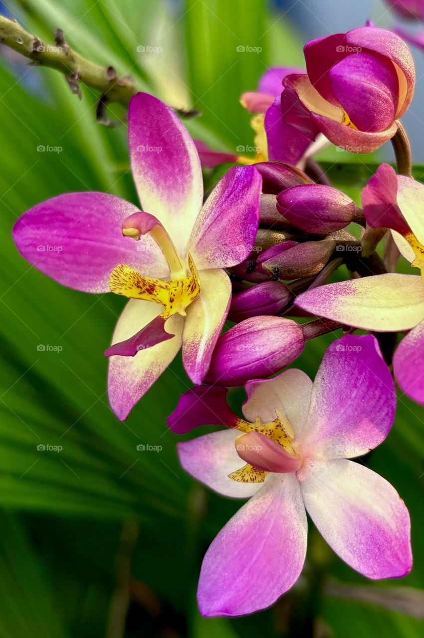 Colourful Orchid  