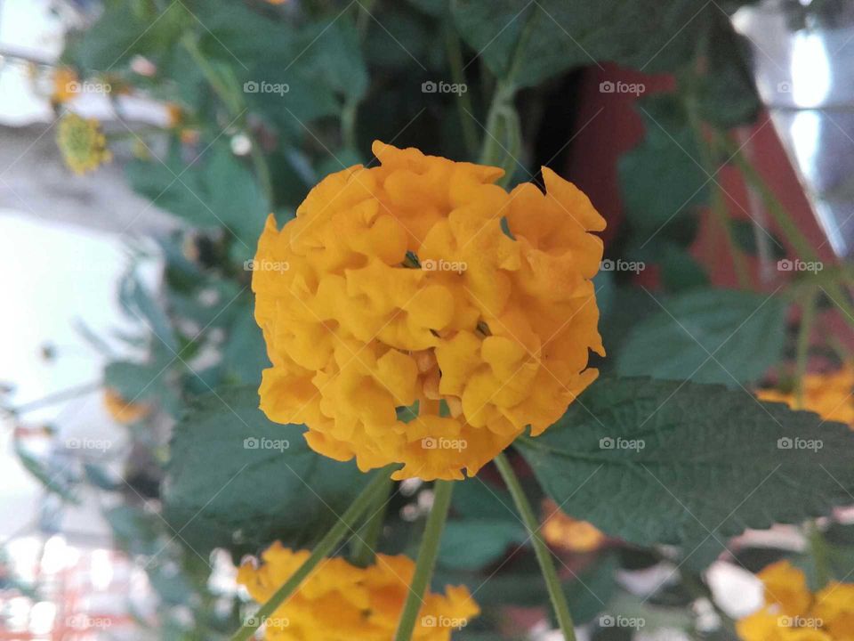 Flower