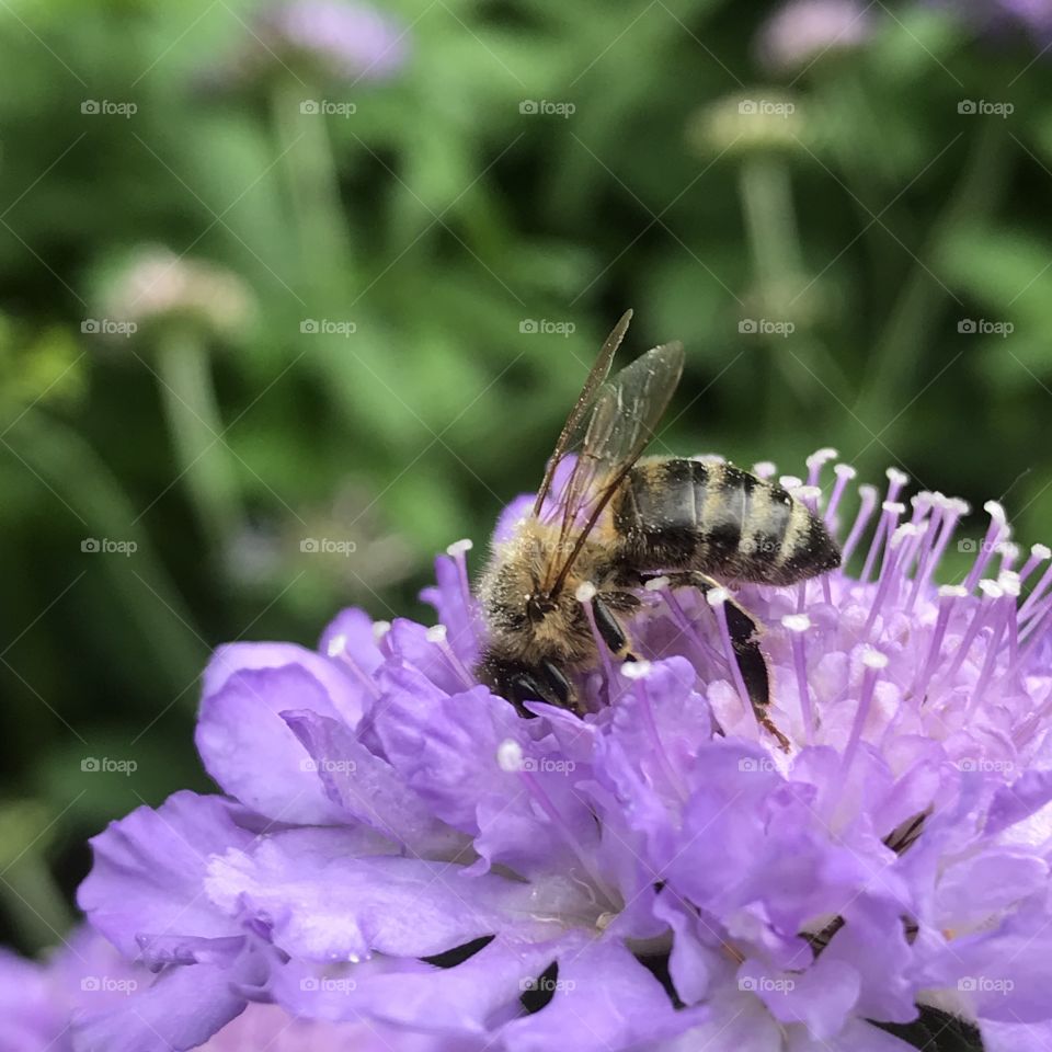 Wildbiene auf Blume