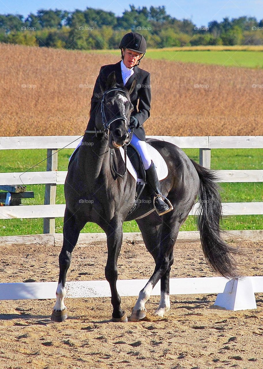 Grace on four legs. A beautiful black horse performs with it's rider during an equestrian event 
