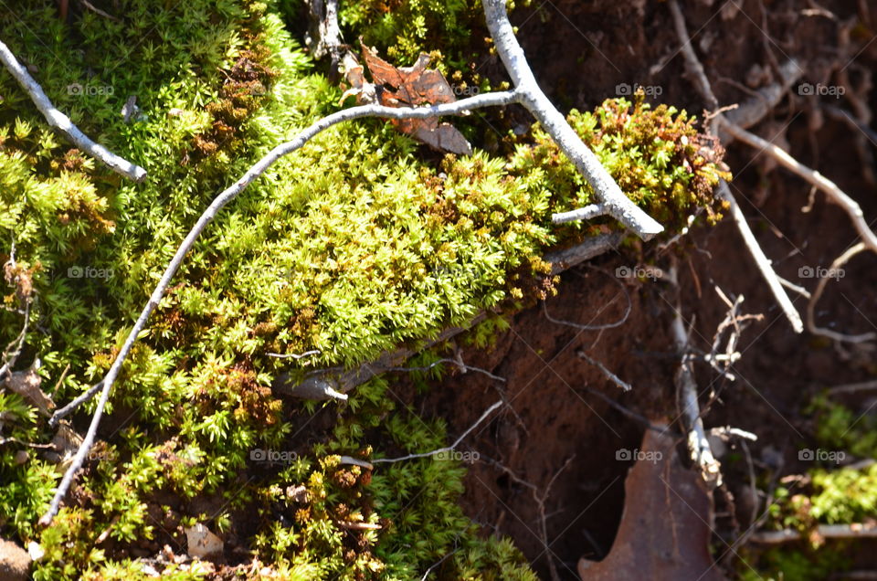 bright green moss