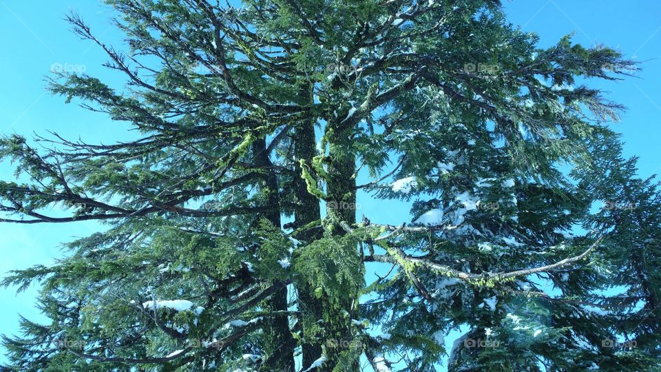 Evergreen Branches at Crater Lake