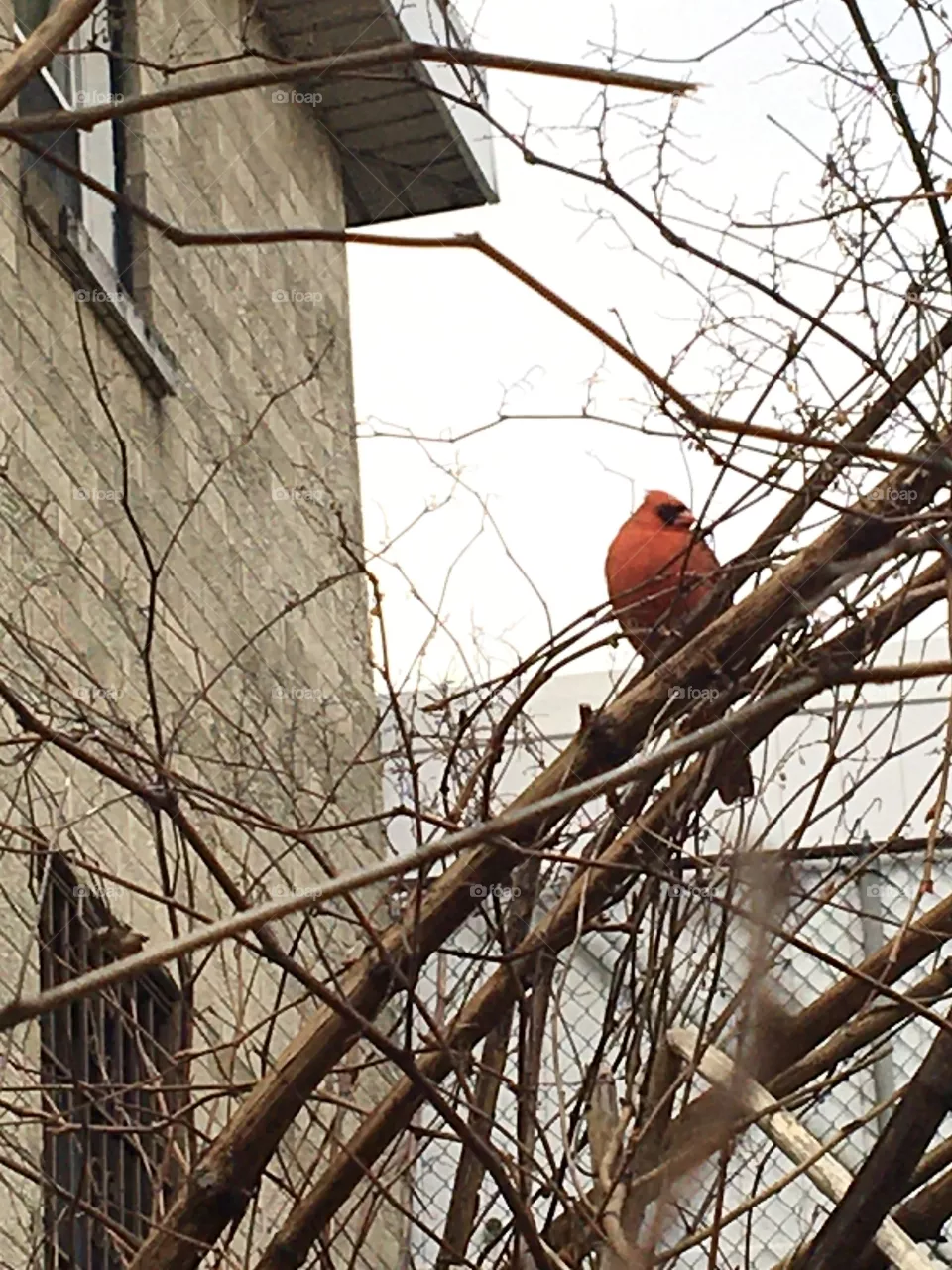 Plump spring cardinal sitting on tree branch with brick building to side 