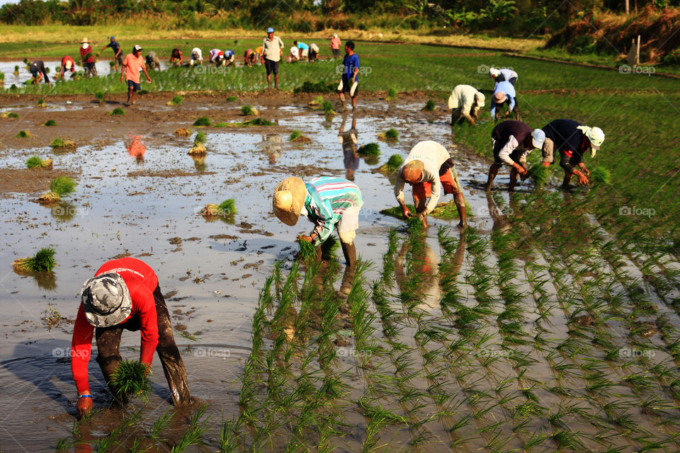 farming