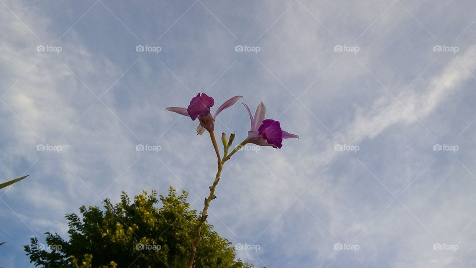 Cloudy Orchid