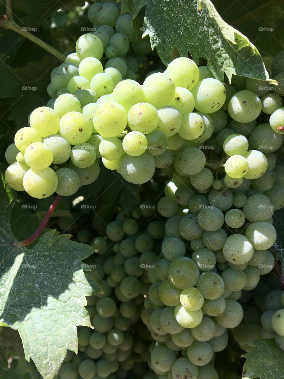 White grapes in summer sunshine 