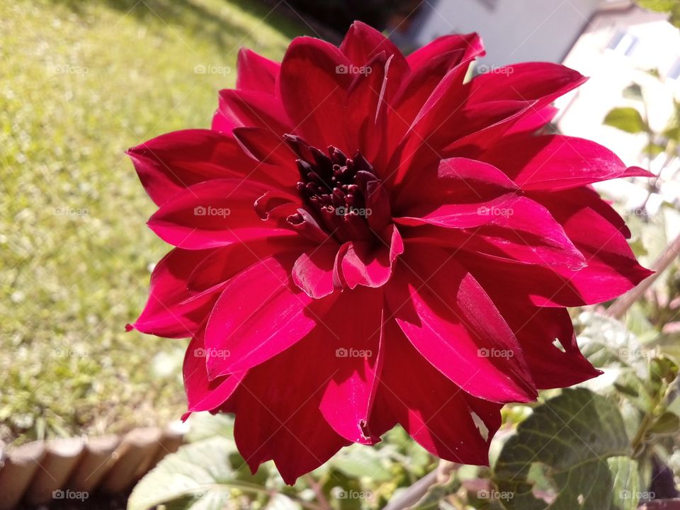 red flower background