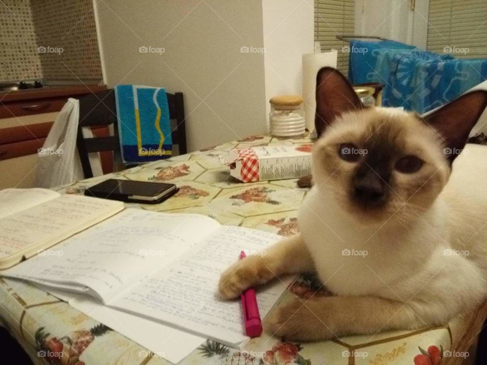 kitty is doing its homework