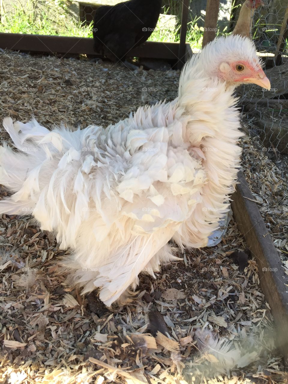 Frizzle chicken . Backyard farm, frizzle chicken