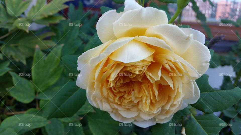 lught yellow rose