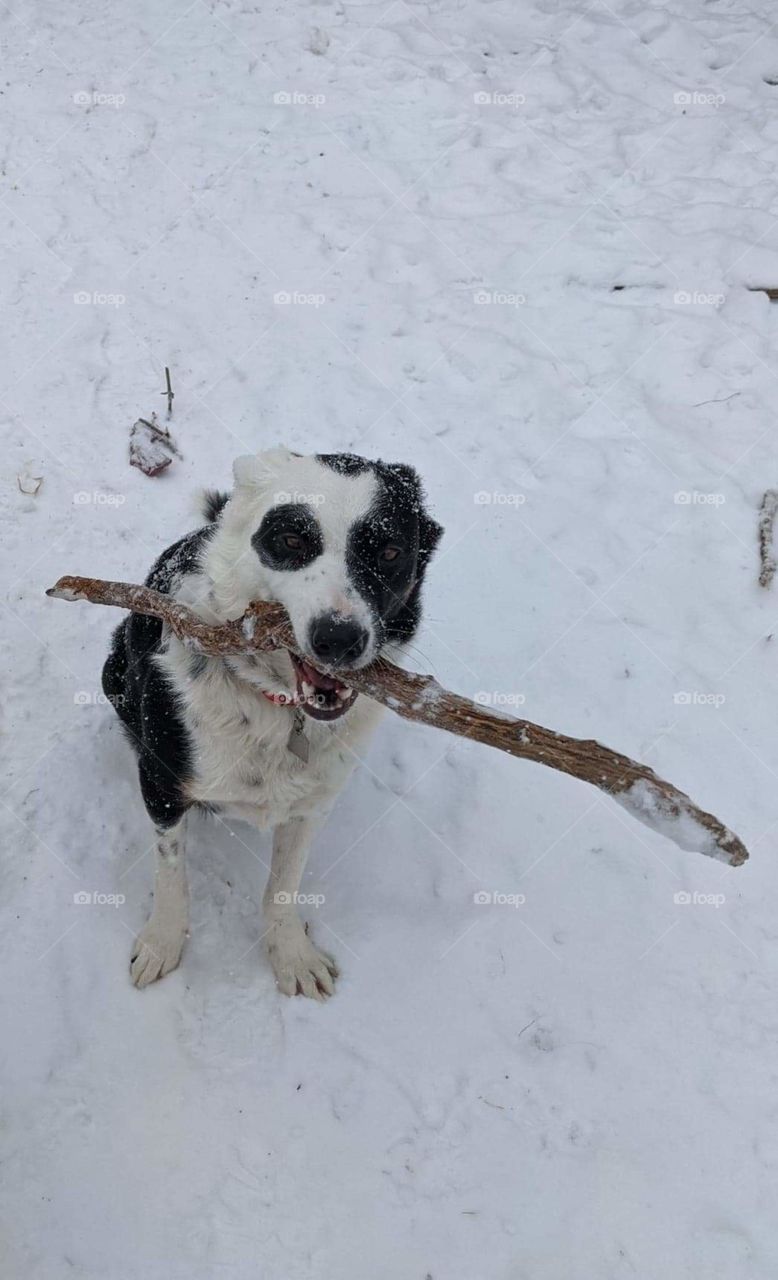 Fiona found a stick