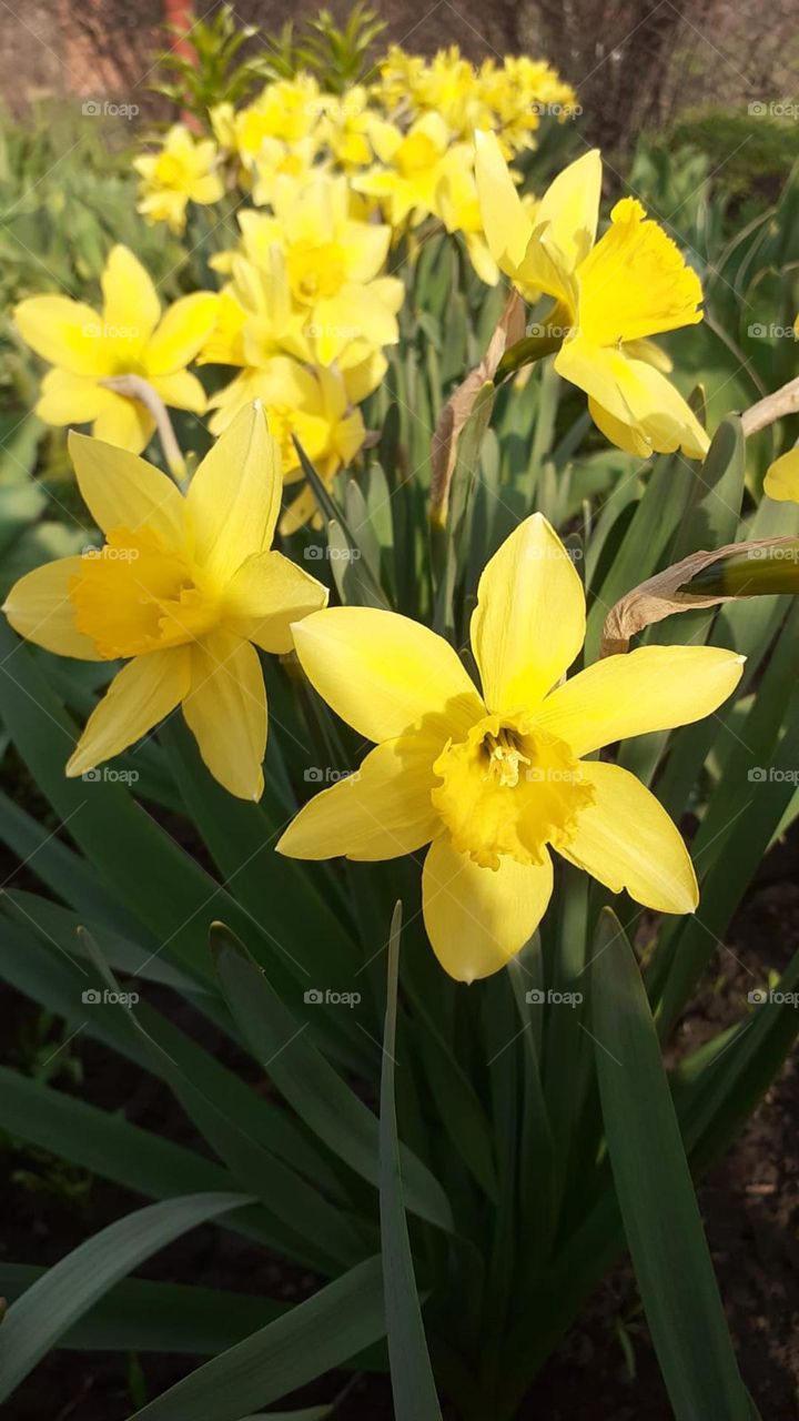 Sunny narcissus.