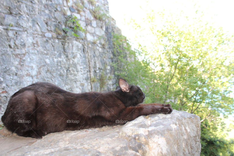 Little mommy cat at a castle
