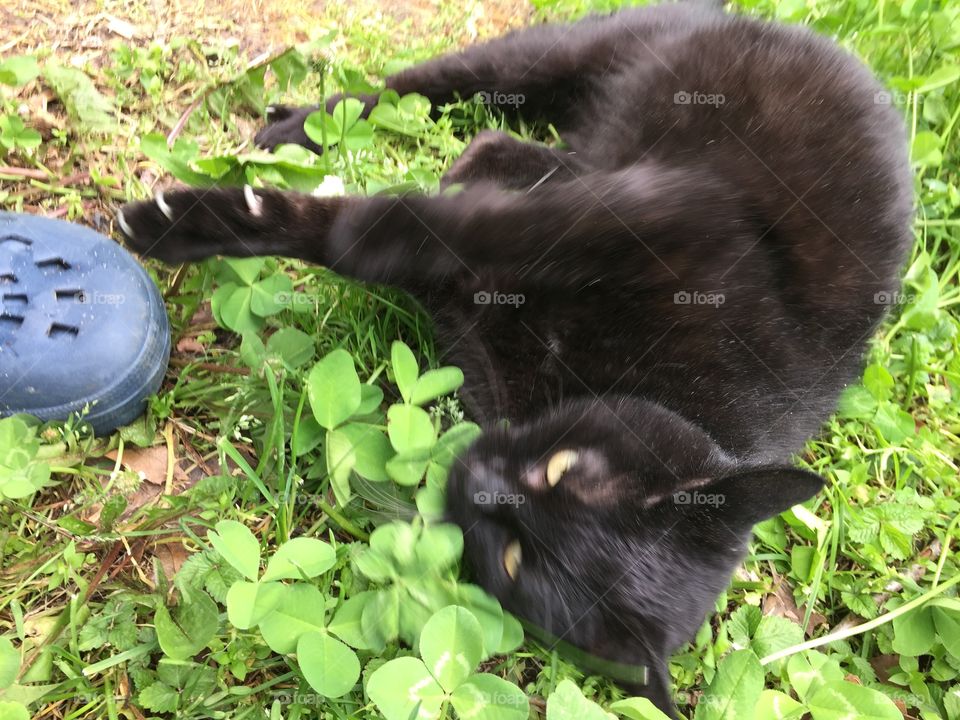 Black cat in yard