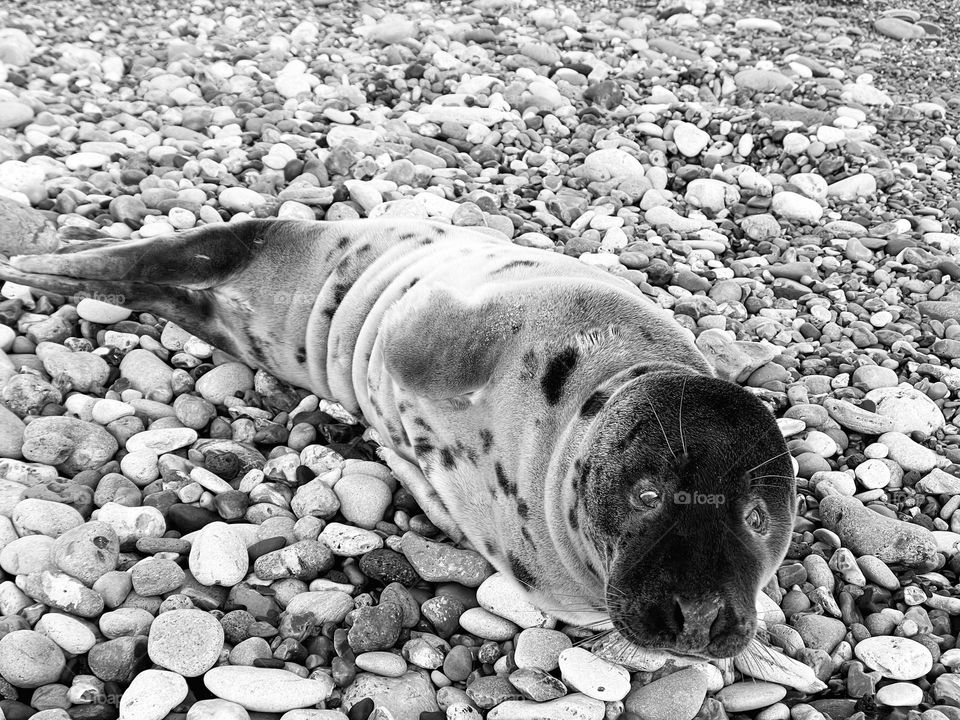 Young seal pup enjoying a well earned rest on a pebble beach 