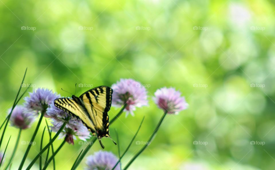 Black and yellow butterfly on a bloomed chive plant.