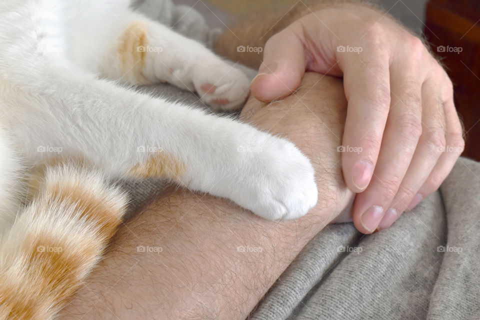 Ginger and white cat laying on owner's chest putting the paw on it's owner's arm. Selective focus on cat paw. Love between cat and human concept.