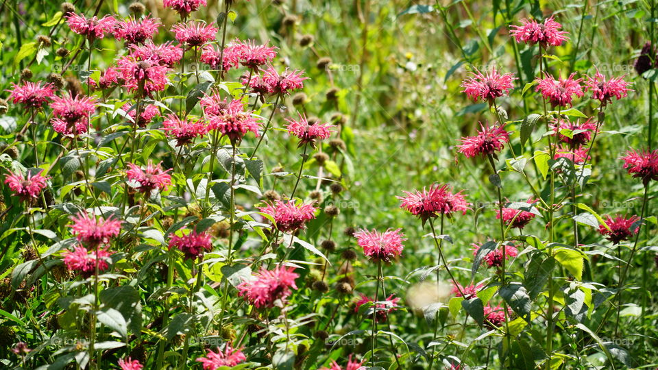 Red flowers in a garden