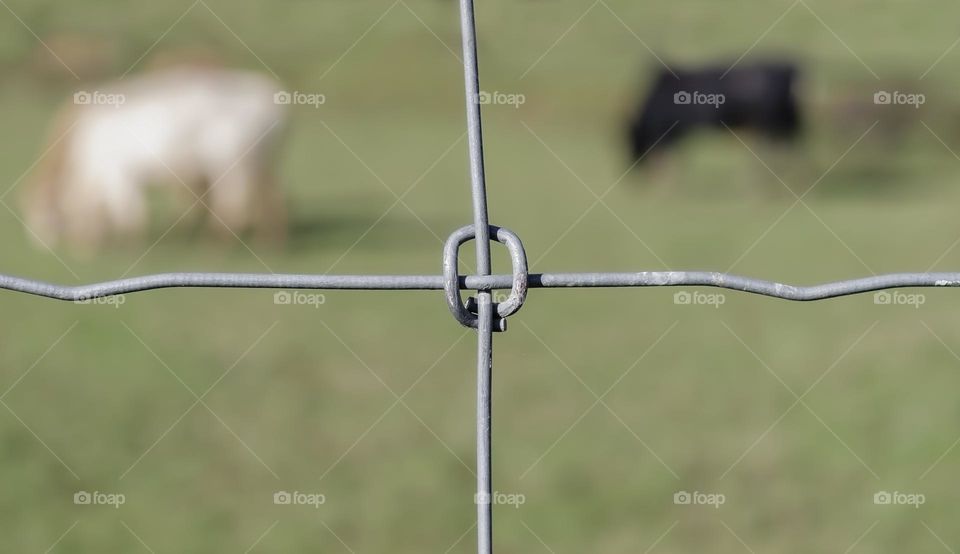 A knot in a steel wire fence, with cattle grazing behind