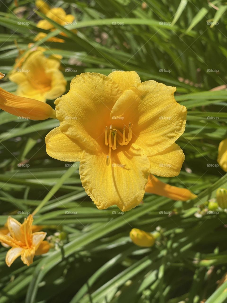 Beautiful Yellow Daylily. Remarkable Glowing flowers everywhere. 