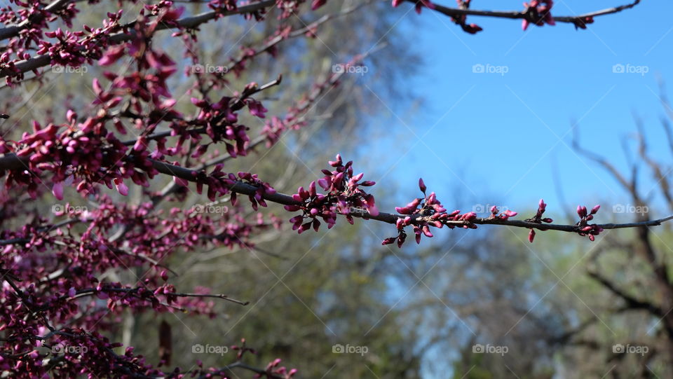 Nature welcoming spring with pink bloom