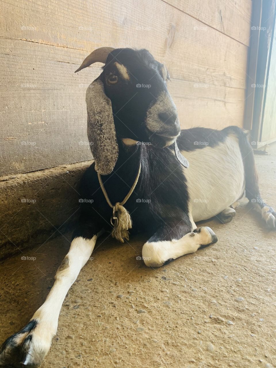 Nubian goat