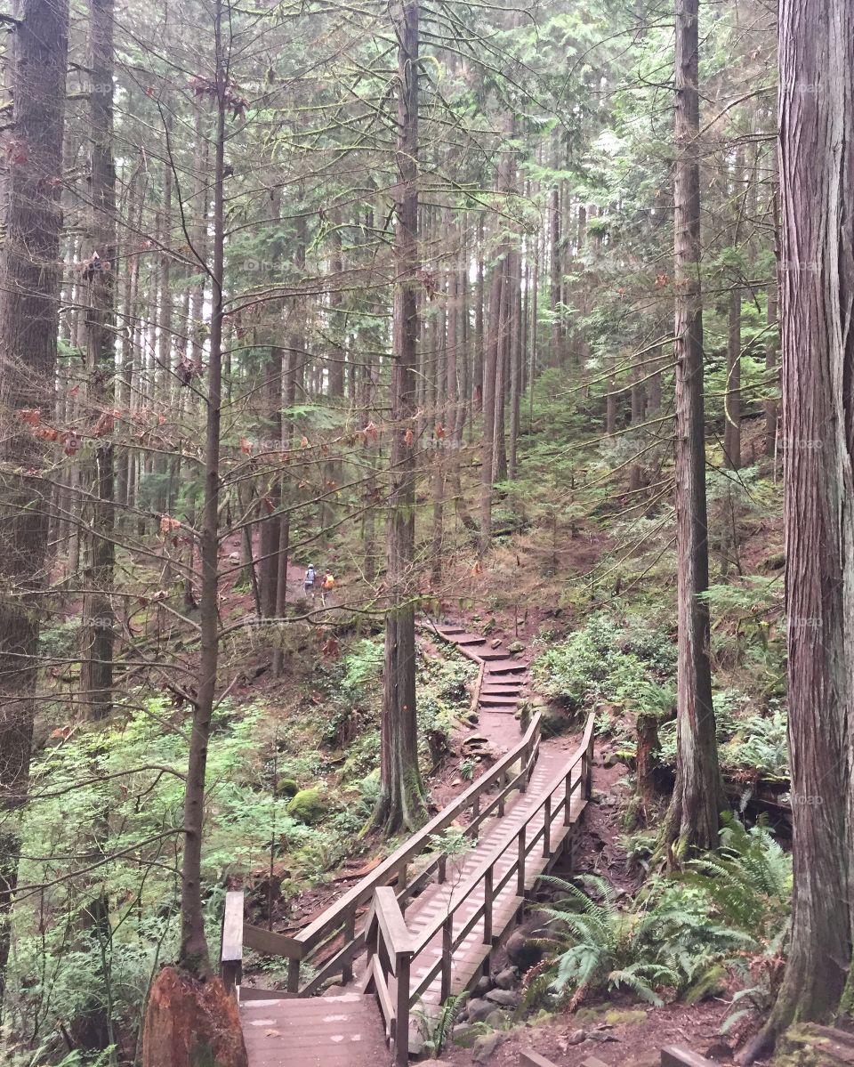 Wood, Nature, Tree, No Person, Landscape