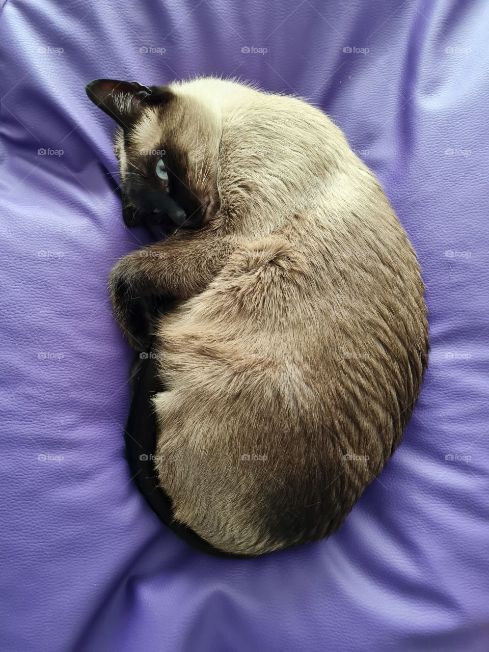 Cat sleeping on the violet pouf