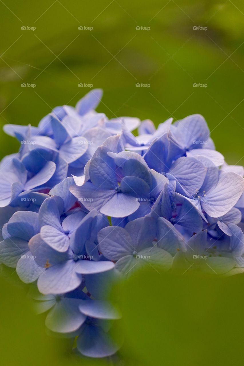 hydrangea