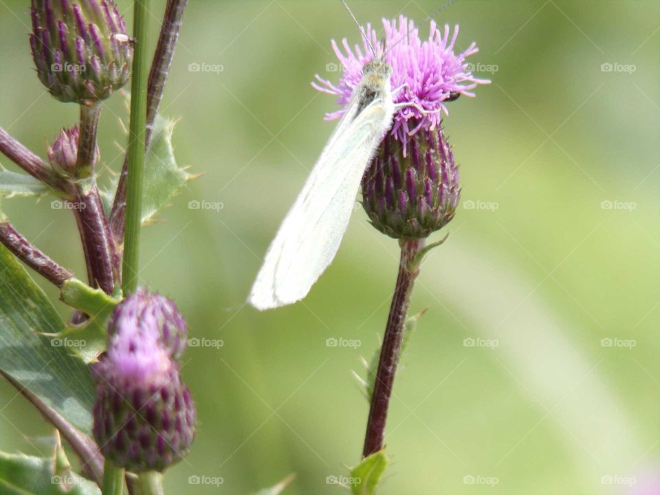 Schmetterling auf einer Diestel