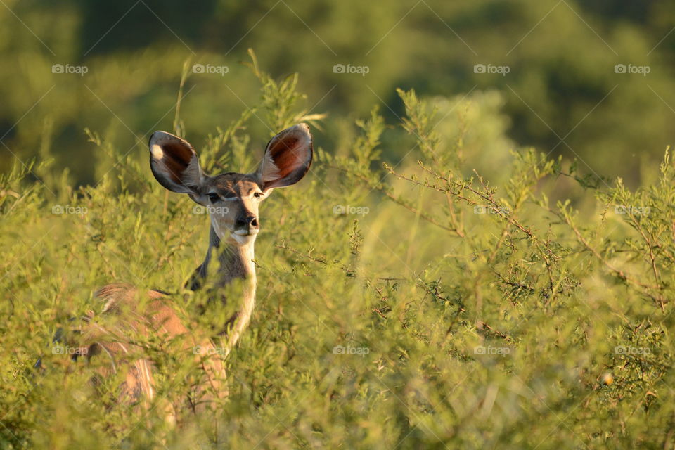 kudu awareness always nervous Mpumalanga